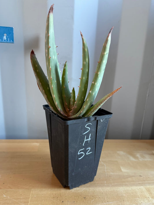 4-inch Aloe hybrid SH52 | Aloe marlothi x aloe striata