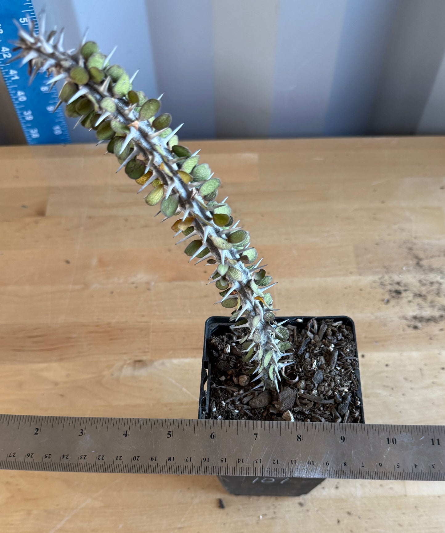 Madagascar Ocotillo SH107 | Alluaudia procera