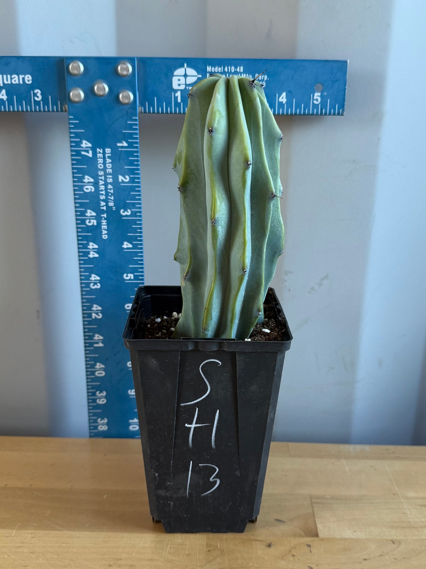 Myrtillocactus geometrizans SH13