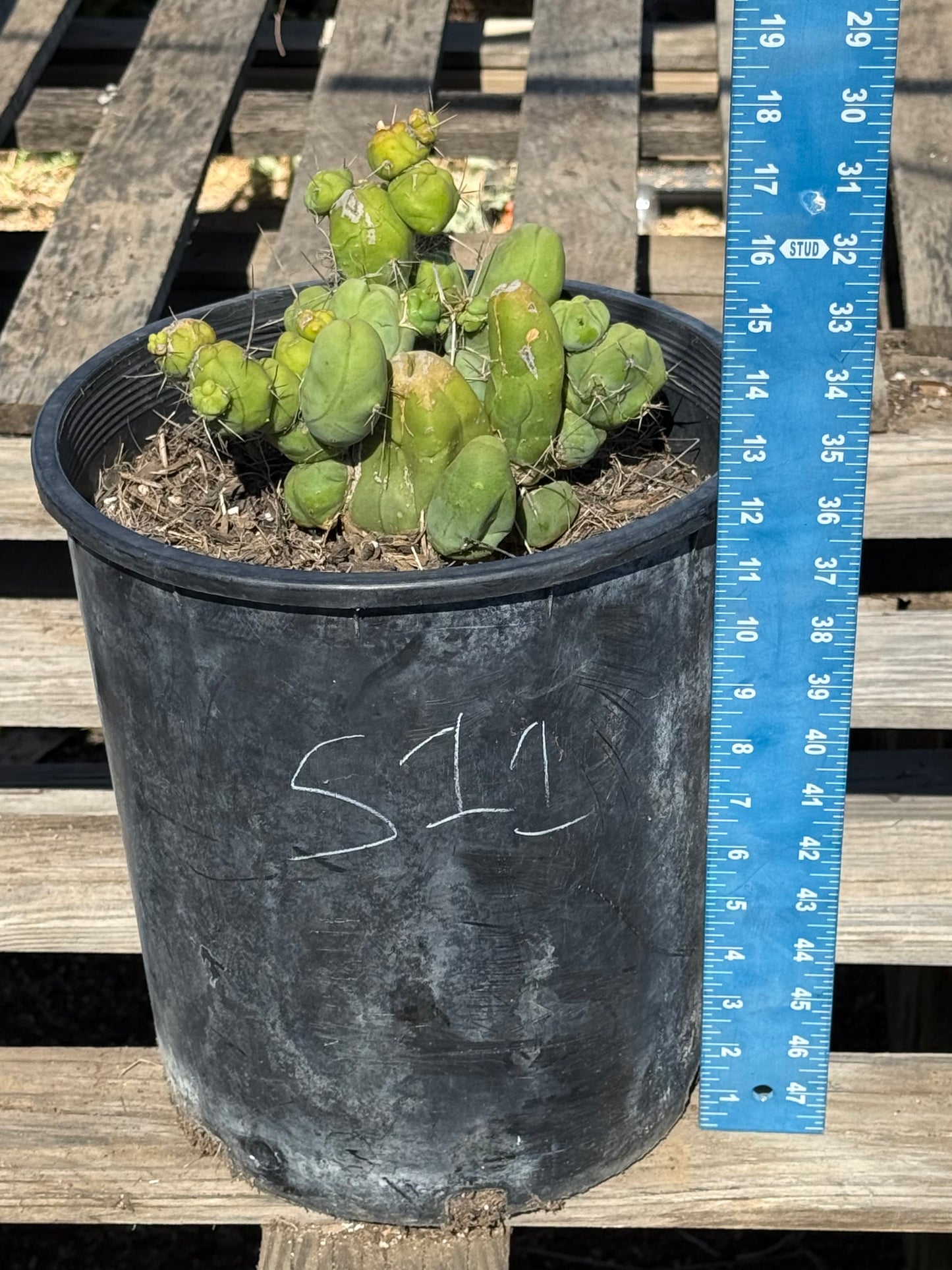 Monstrose Cactus S11