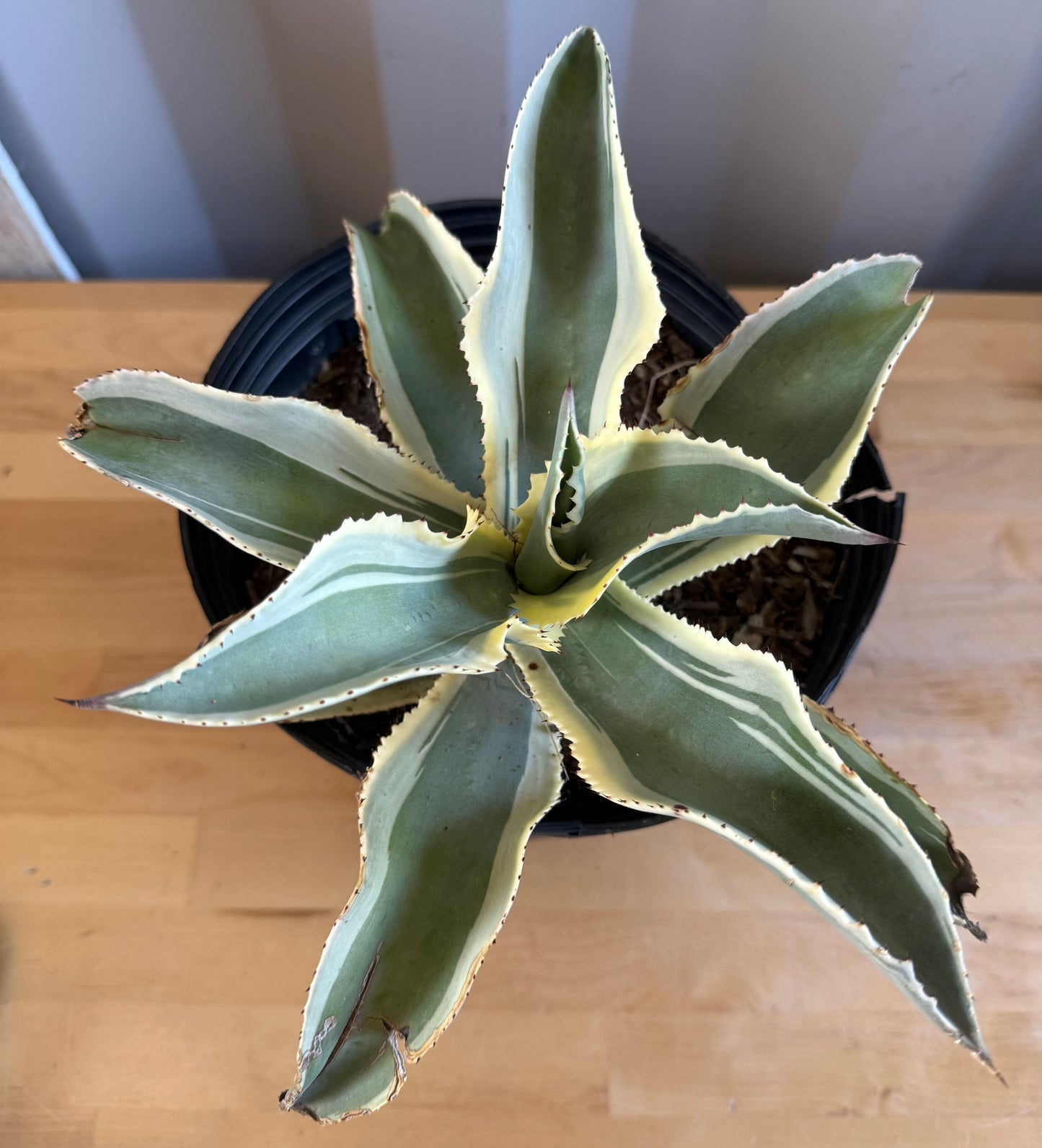 Agave gypsophila 'Ivory Curls' SH28 | Variegated Century Agave