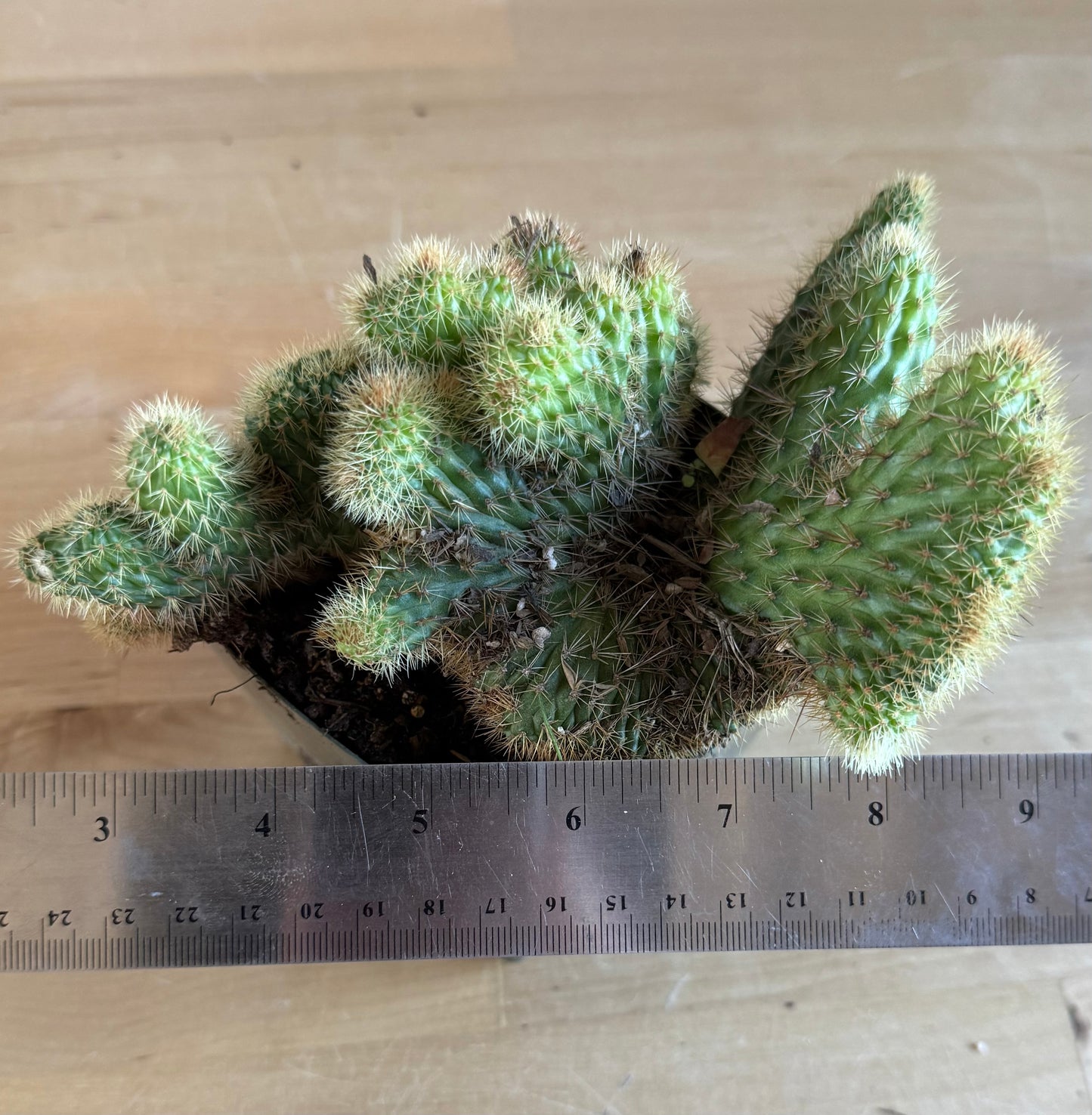 Crested Golden 'Rat Tail' Cactus | Cleistocactus winteri cristata SH78