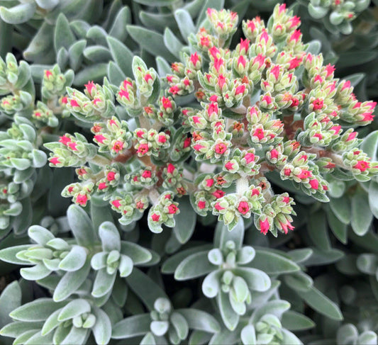 Crassula mesembryanthemoides 4in