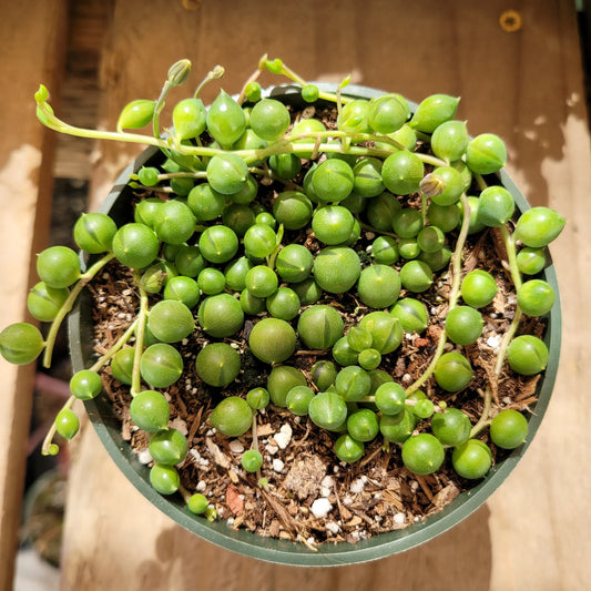 Senecio rowleyanus 'String of Pearls' 6in
