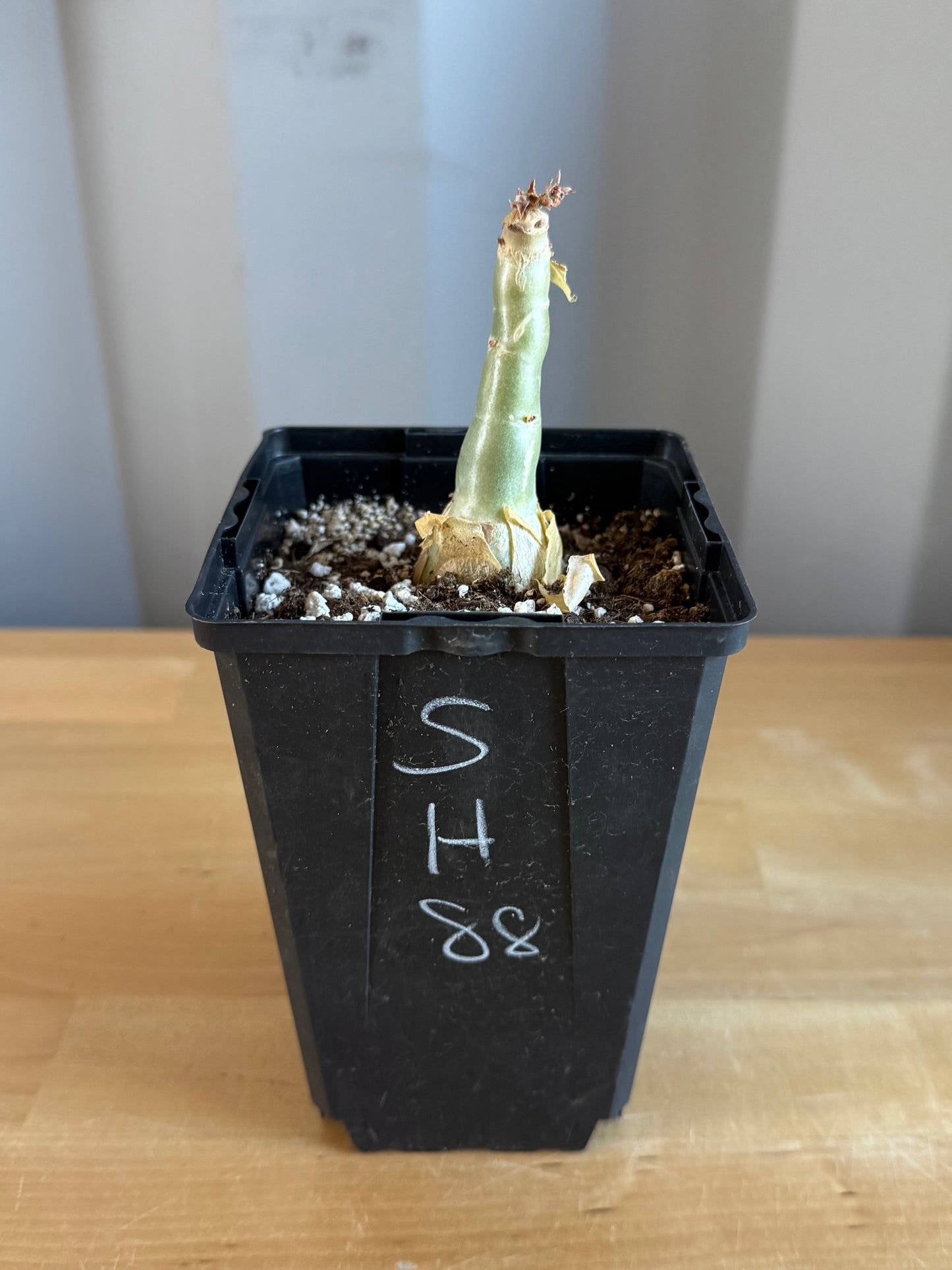 4-inch Cyphostemma cirrhosum SH88