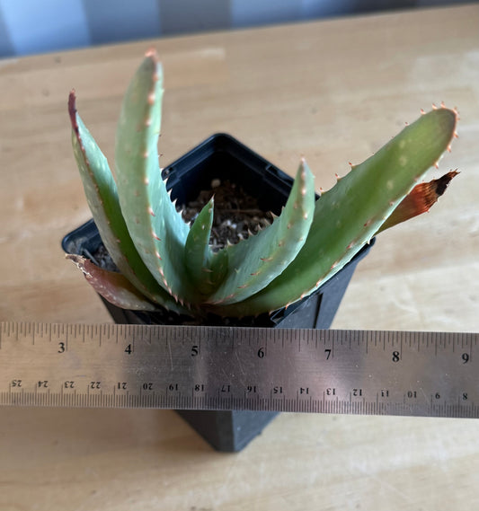 4-inch Aloe hybrid SH53 | Aloe marlothi x aloe striata