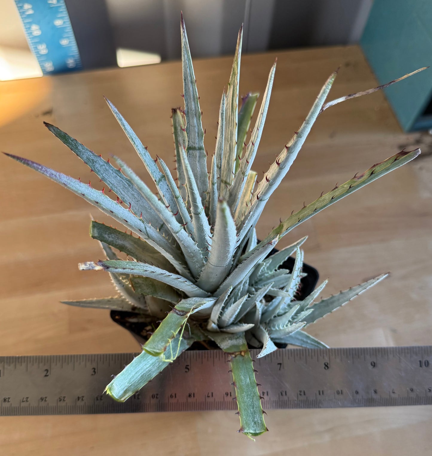 Silver Dyckia SH152