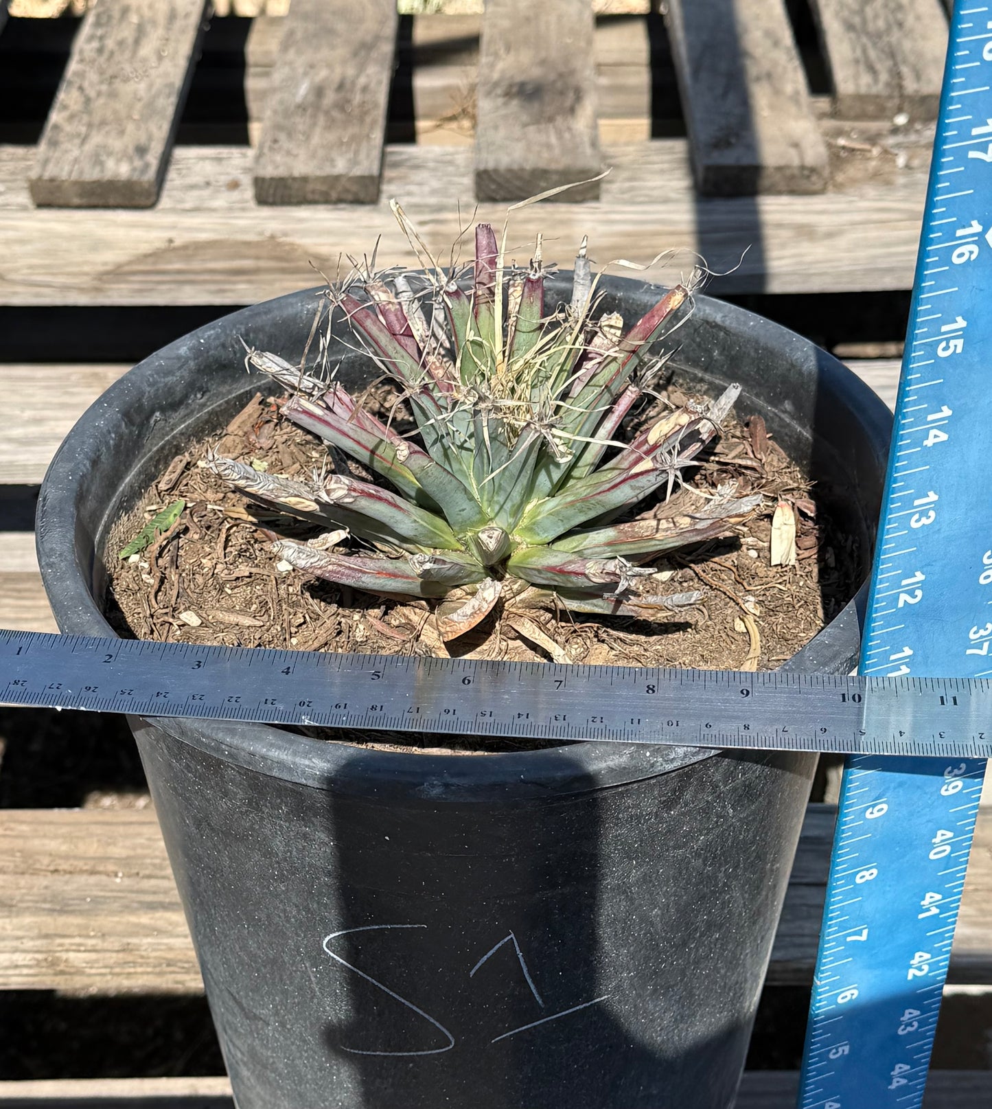 Leuchtenbergia principis S1 | Agave Cactus