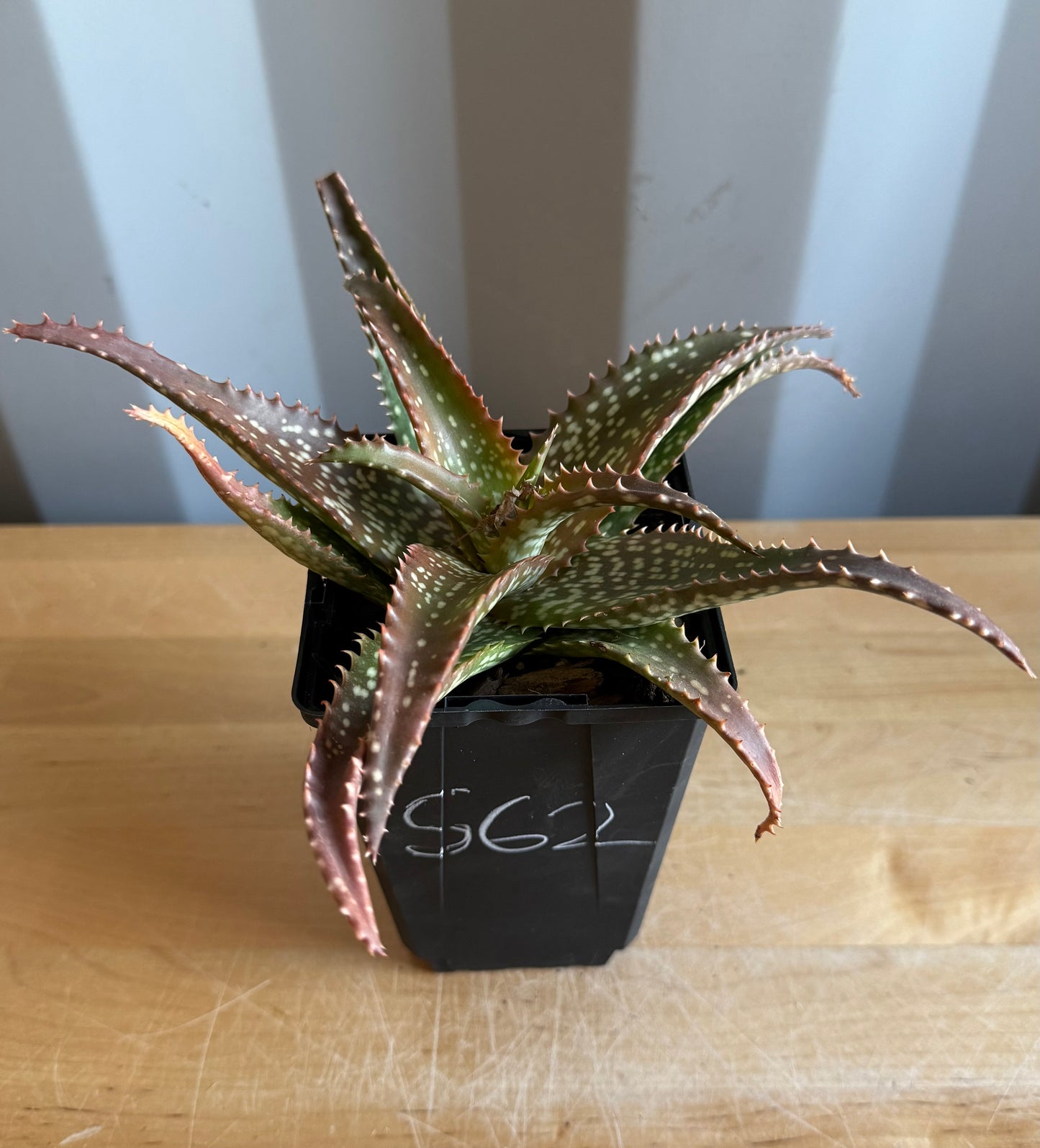 4-inch Aloe 'Cynthia Giddy' S62