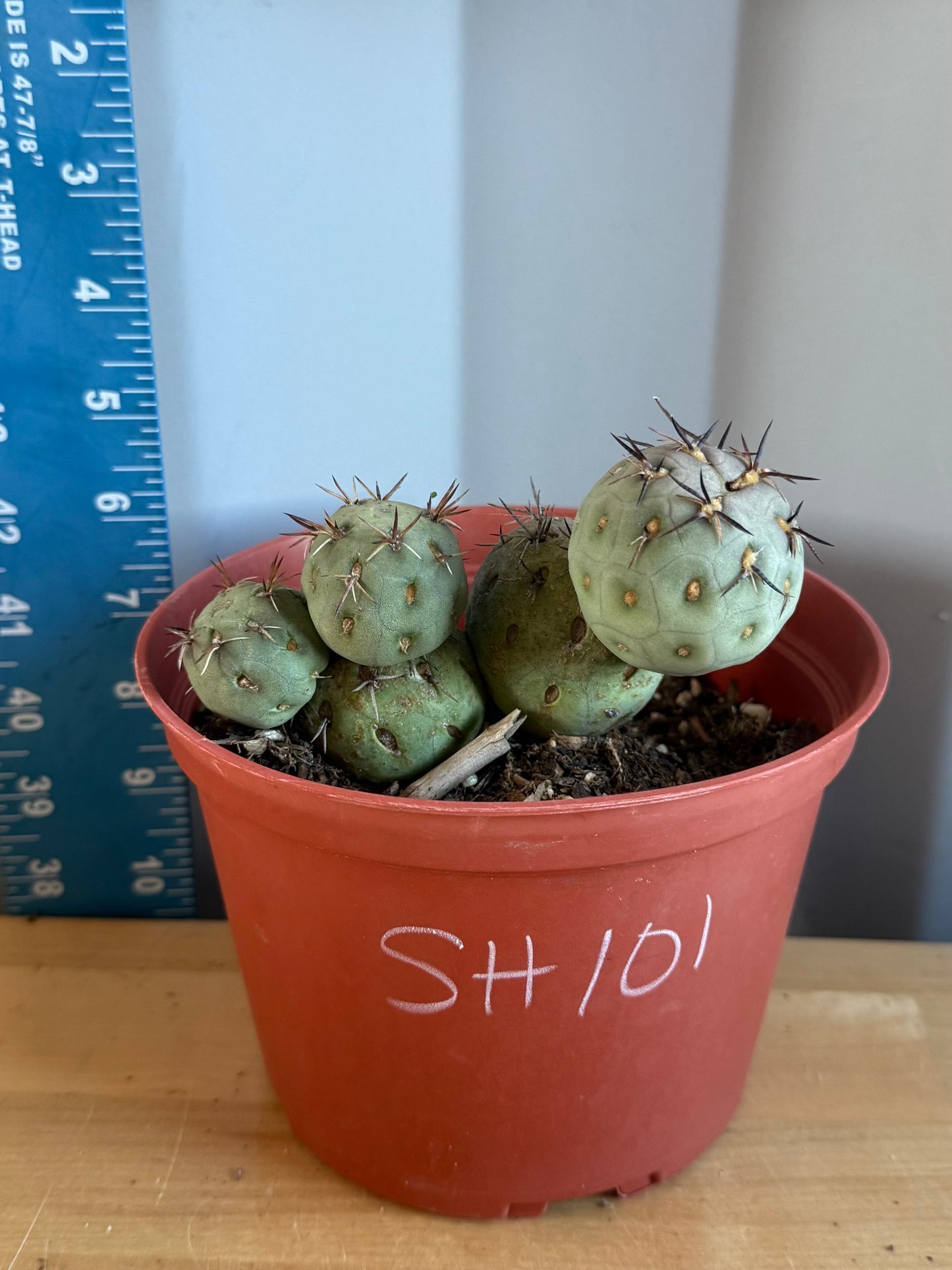 Tephrocactus Geometricus SH101