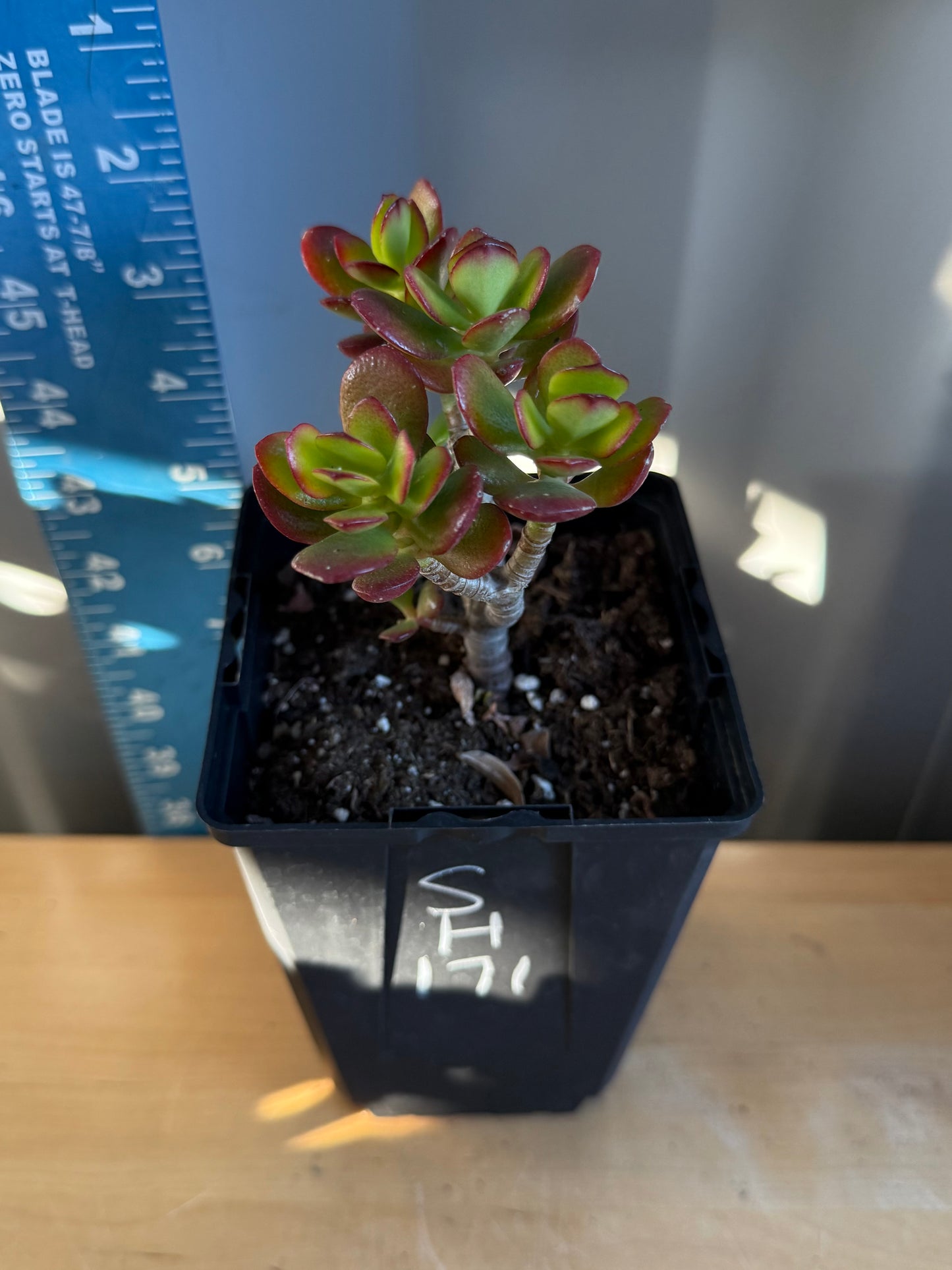 Lemon Lime Jade SH171 | Crassula ovata 'Lemon & Lime'