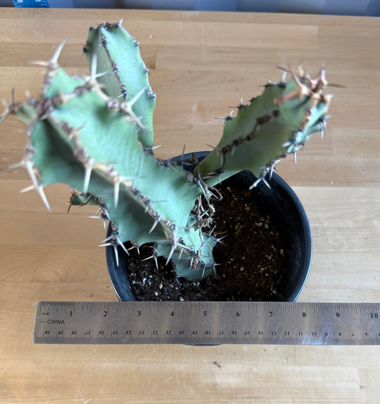 Euphorbia coerulescens SH29