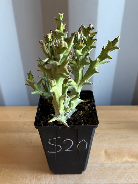 4-inch Euphorbia hamata  S20