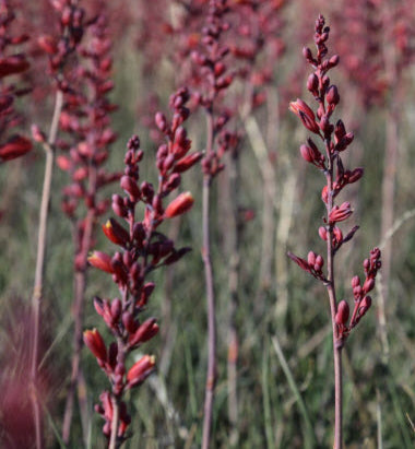 Hesperaloe parviflora 'Desert Dusk'  -  2 Gallon