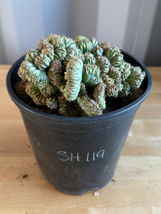 Myrtillocactus geometrizans ‘cristata’ SH119