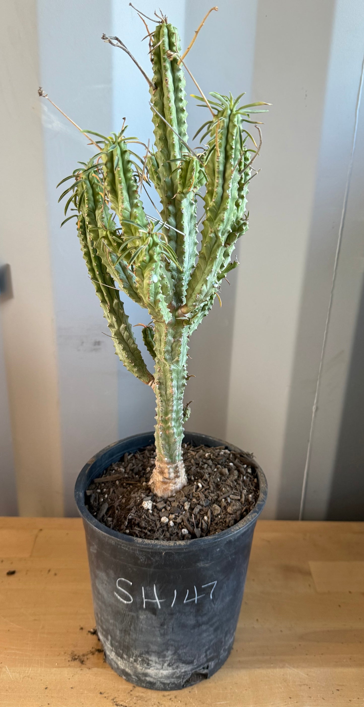 Euphorbia loricata SH147 | African Palm