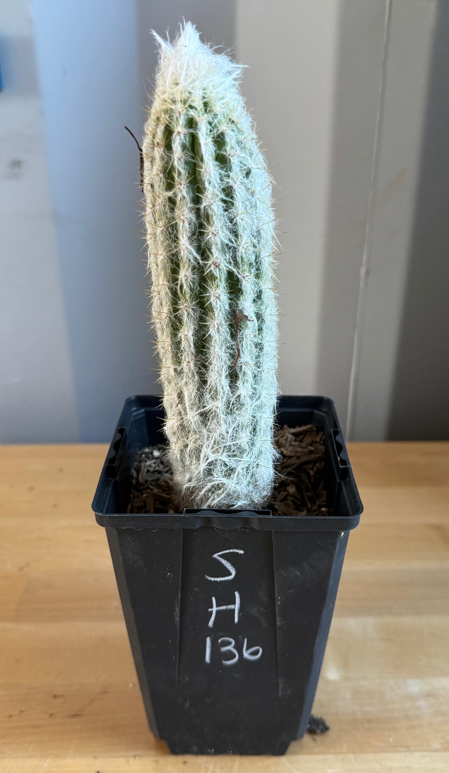 Old Man of the Andes | Oreocereus doelzianus SH136