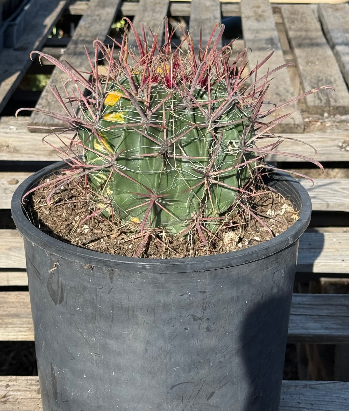 SUPER RARE Variegated Barrel Cactus S53