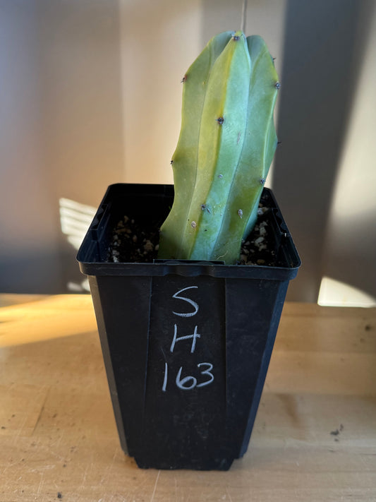 Myrtillocactus geometrizans SH163