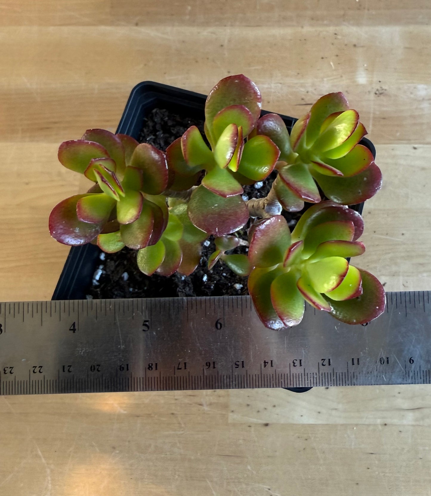 Lemon Lime Jade SH171 | Crassula ovata 'Lemon & Lime'