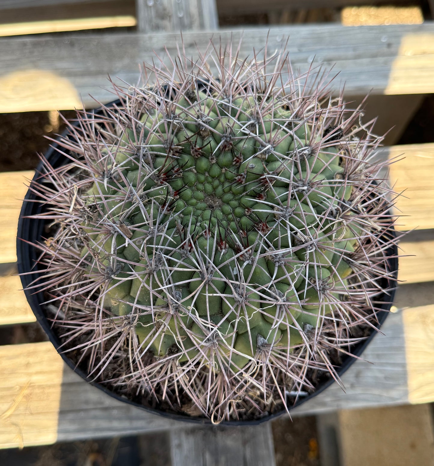 Gymnocalycium saglionis | Giant Chin Cactus S46