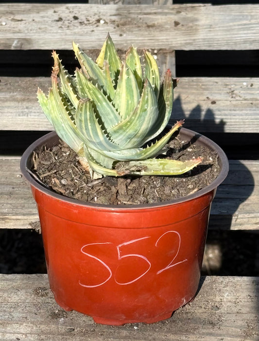 Variegated Aloe nobilis S52 | Golden Toothed Aloe
