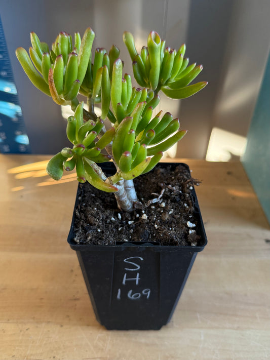 'ET Fingers' Jade SH169 | Crassula ovata 'Gollum'