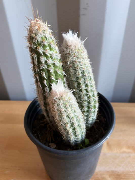 Old Man of the Andes | Oreocereus doelzianus S40