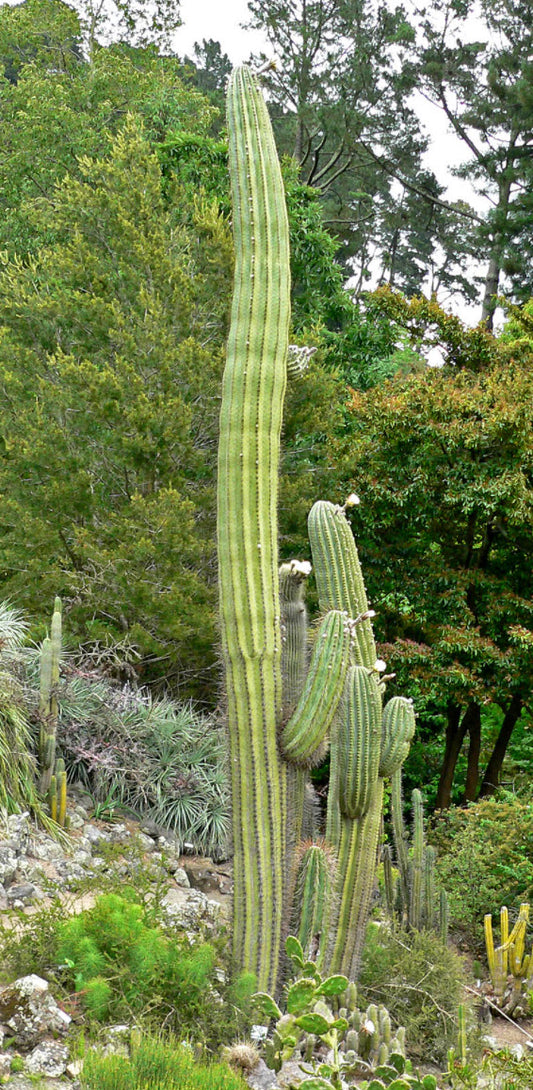 Echinopsis terscheckii 3g