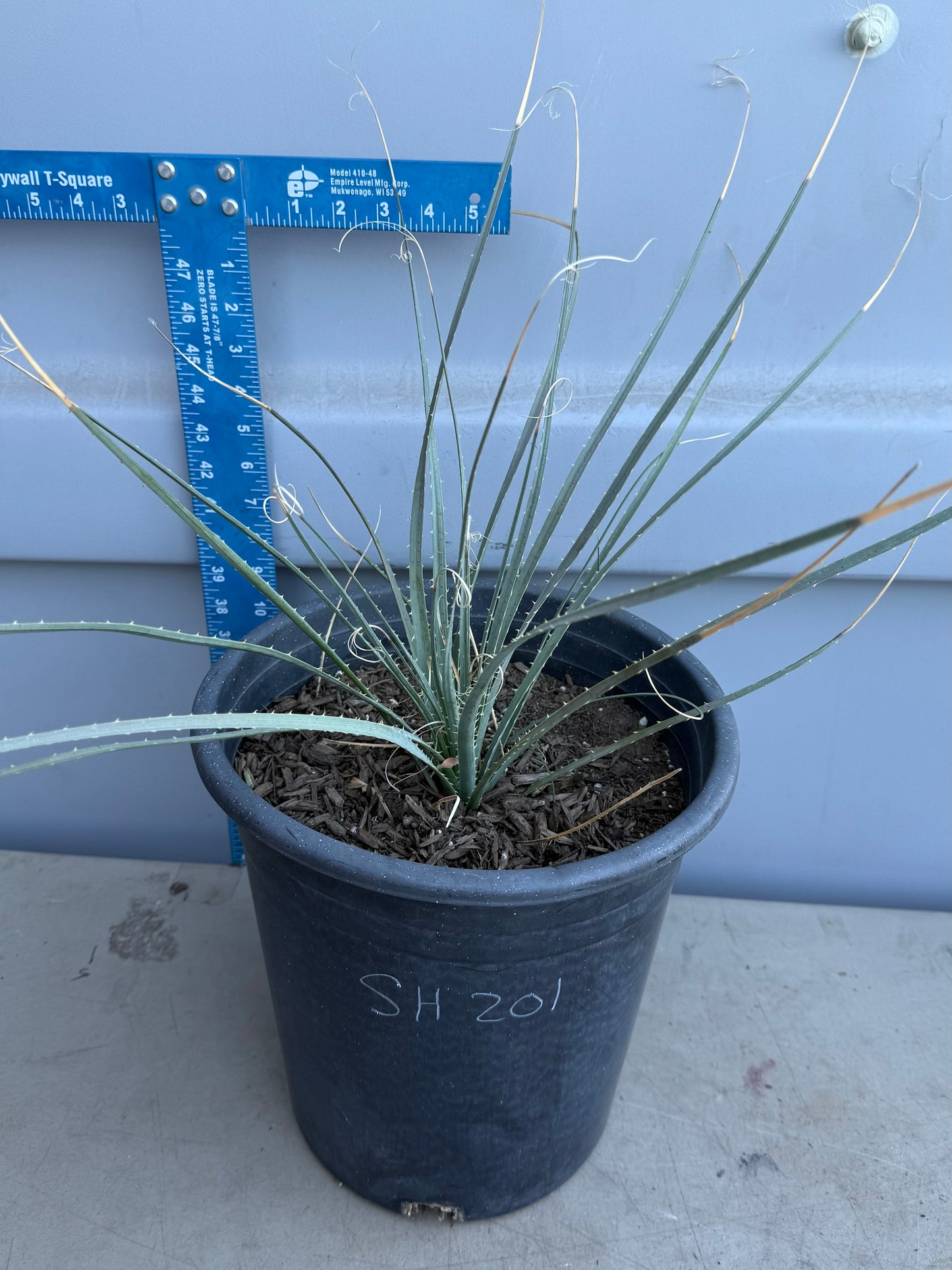 5gal Desert Spoon SH201 | Dasylirion wheeleri