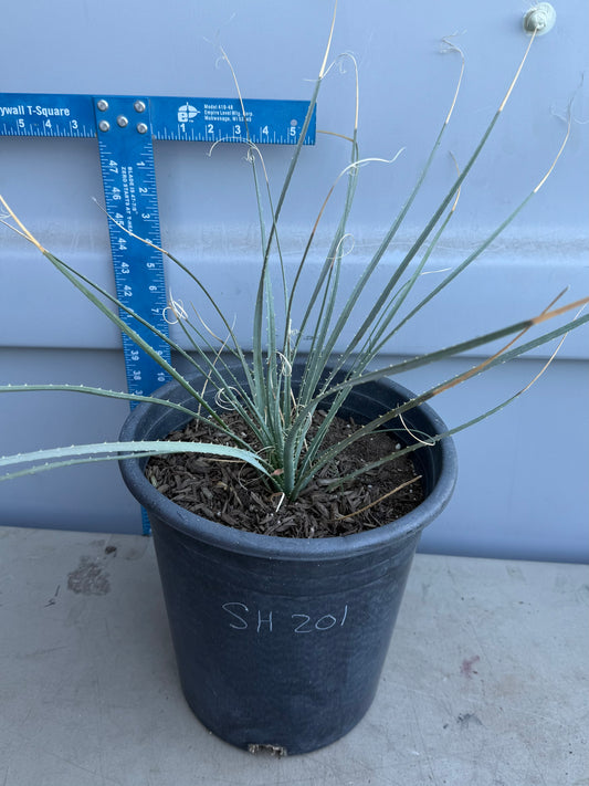 5gal Desert Spoon SH201 | Dasylirion wheeleri