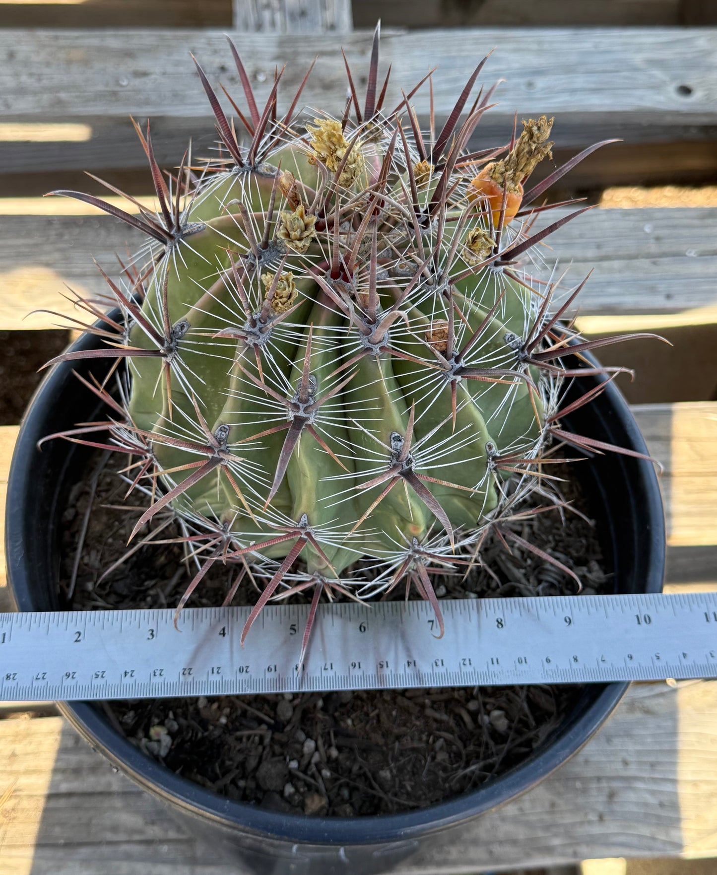 Ferocactus herrerae | Twisted Barrel Cactus S48