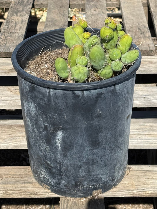 Monstrose Cactus S11