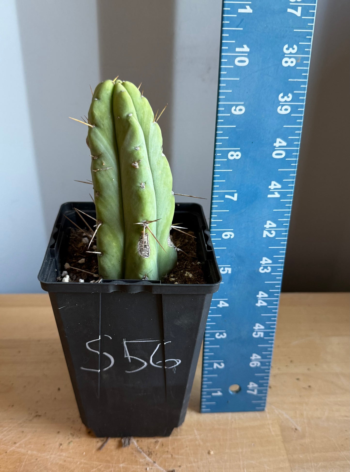 4-inch Landscape Monstrose Cactus S56