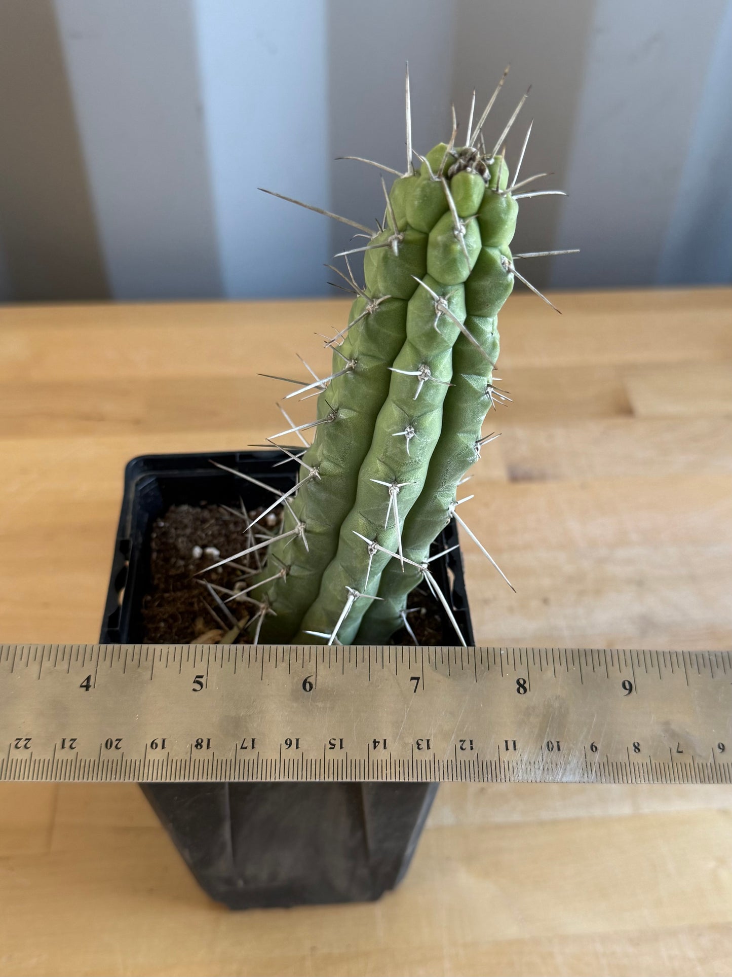 4-inch Rauhocereus riosaniensis SH15 | Rauhocereus riosaniensis ssp. jaenensis