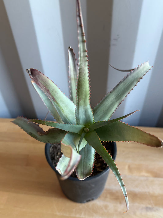 1gal Aloe acutissima S16