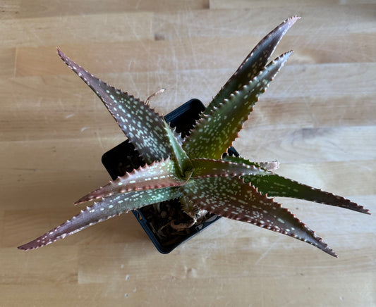4-inch Aloe 'Cynthia Giddy' S63