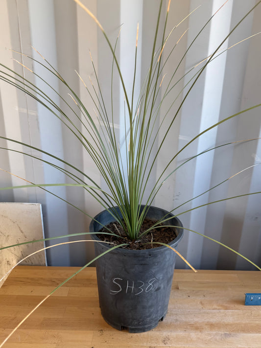 5gal Mexican Grass SH38 | Dasylirion longissimum