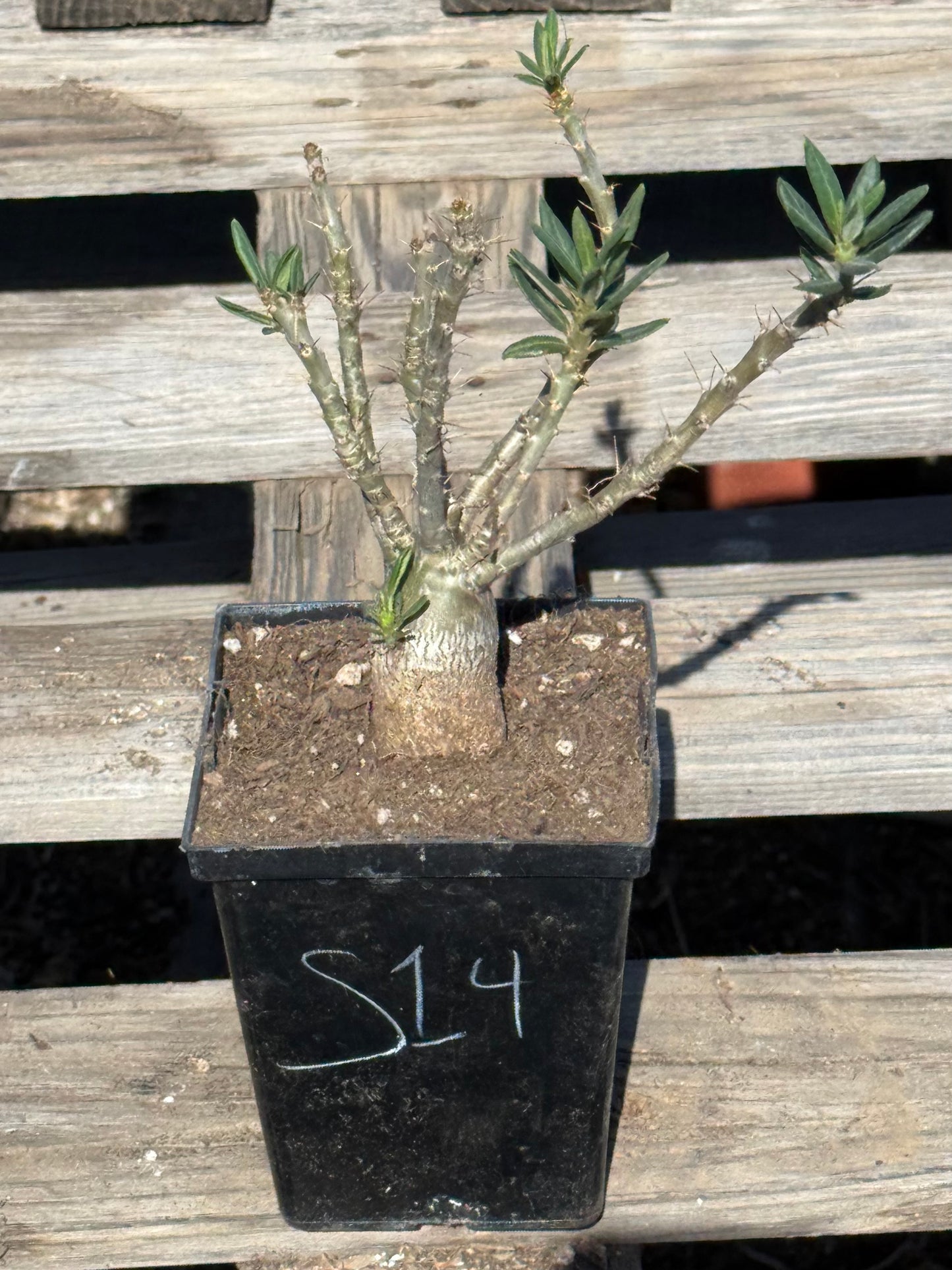 Pachypodium bispinosum S14