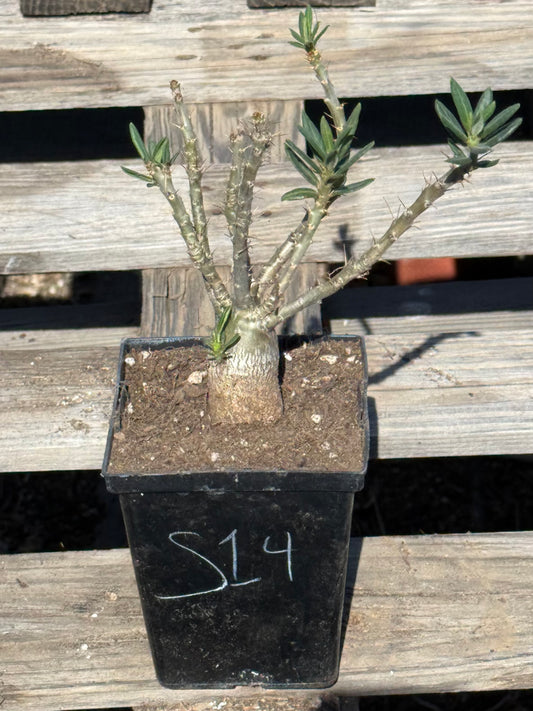Pachypodium bispinosum S14