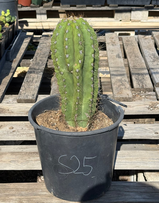 Echinopsis terscheckii S25