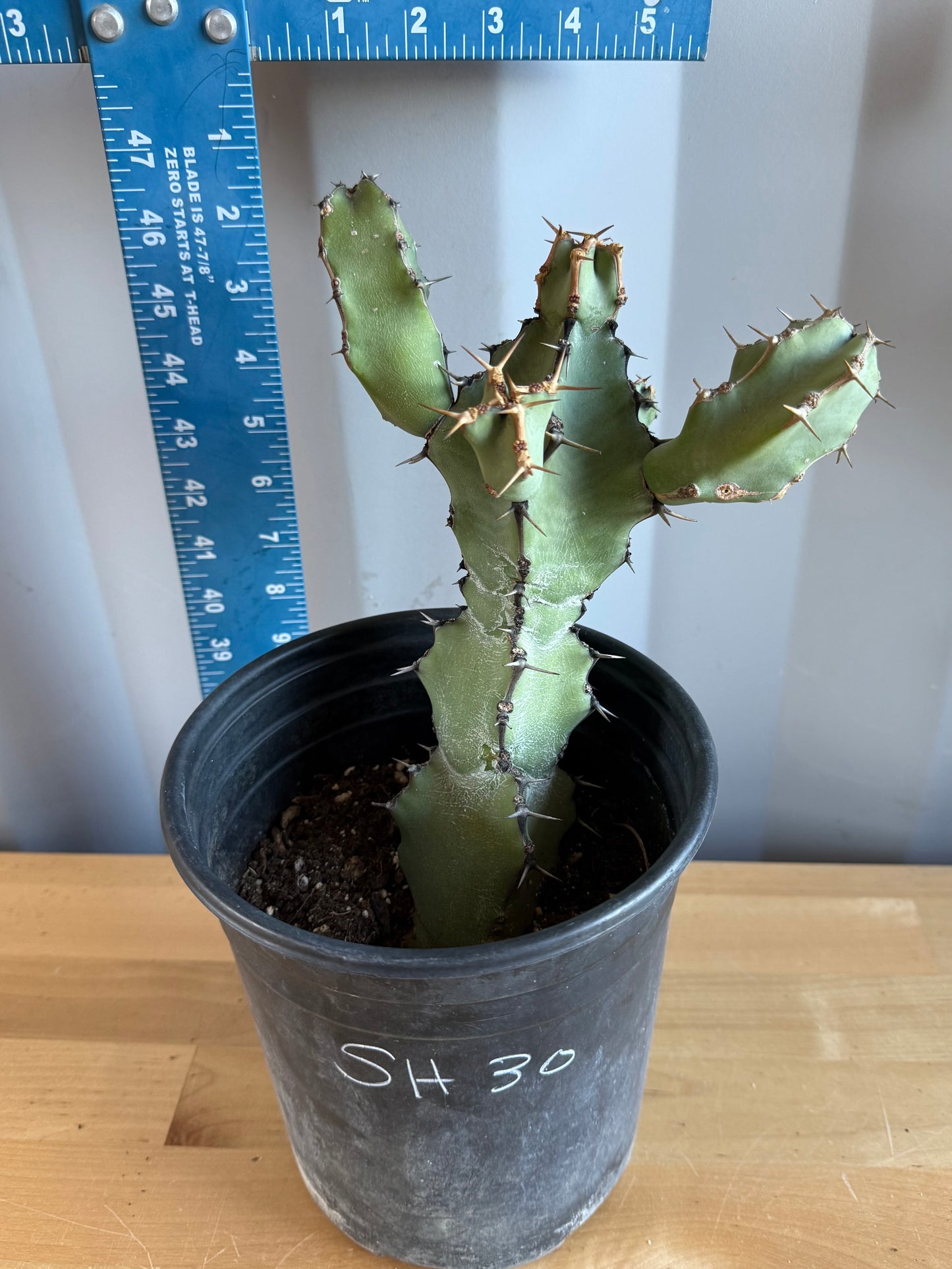 Euphorbia coerulescens SH30