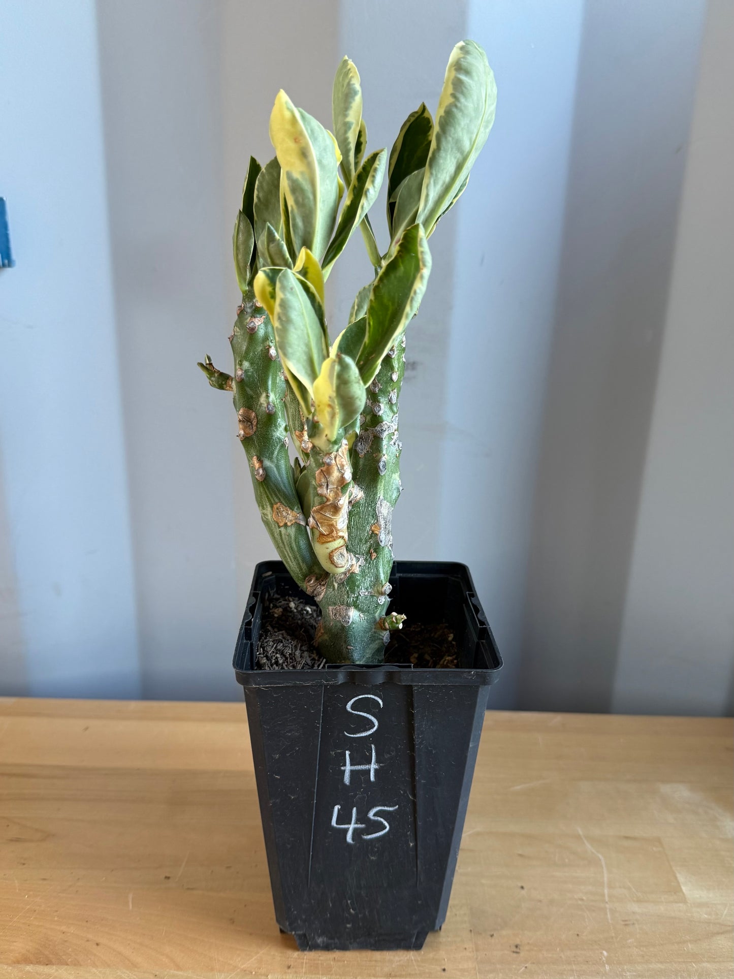 Euphorbia neriifolia variegata SH45 | Euphorbia Neriifolia Variegated