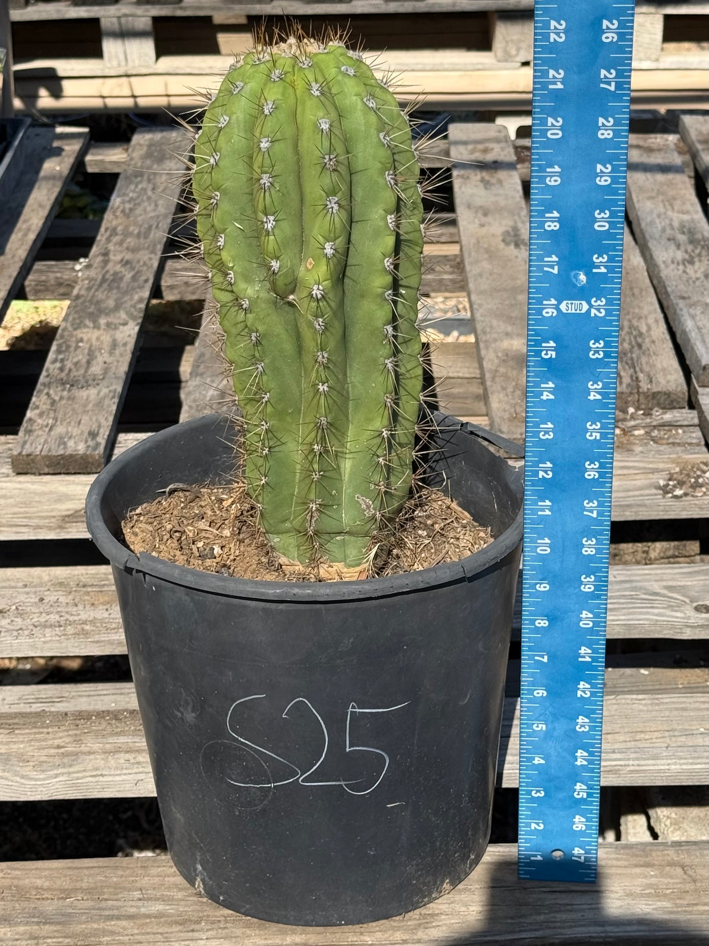 Echinopsis terscheckii S25