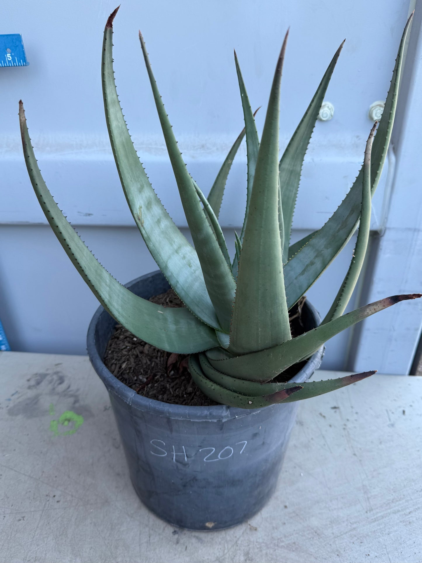 5gal Aloe Wickensii SH207