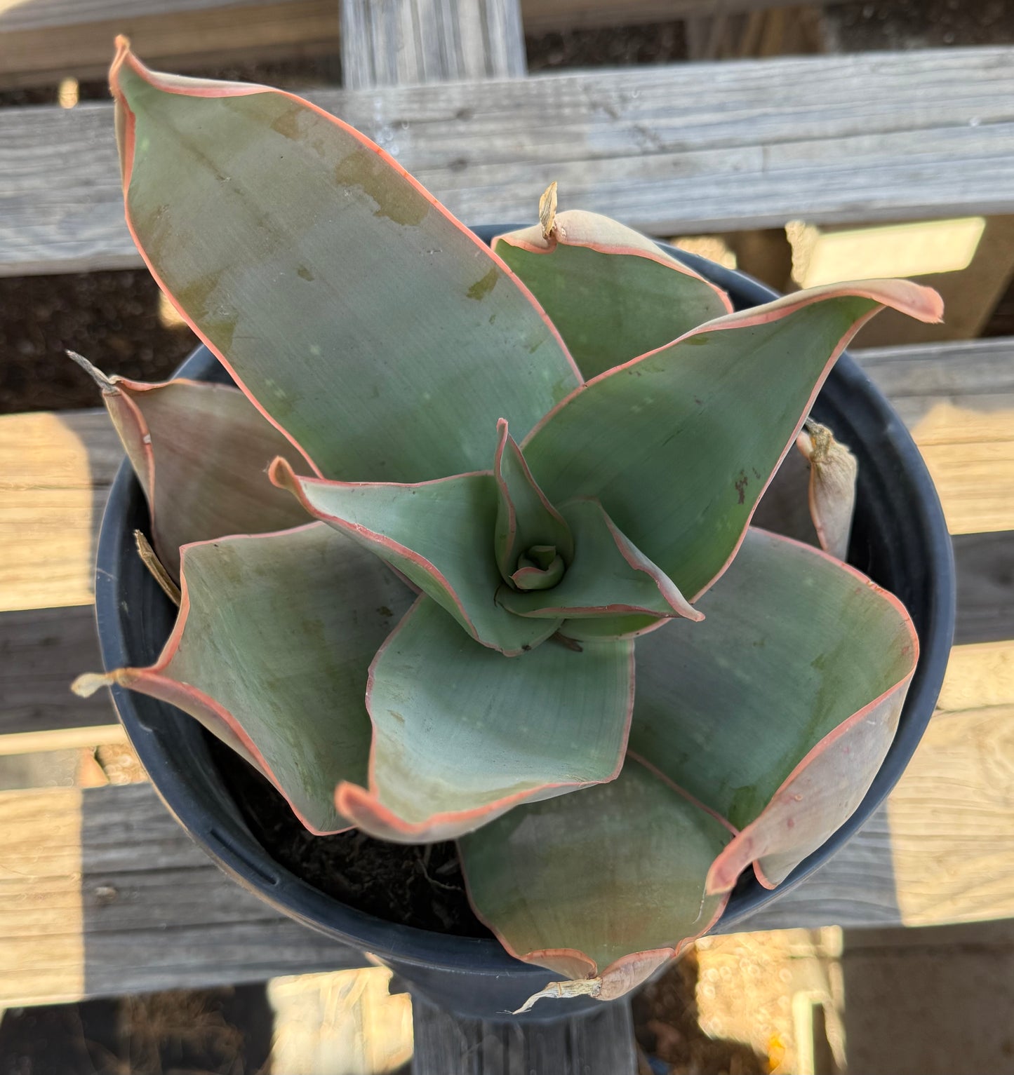 Coral Aloe S15 | Aloe striata