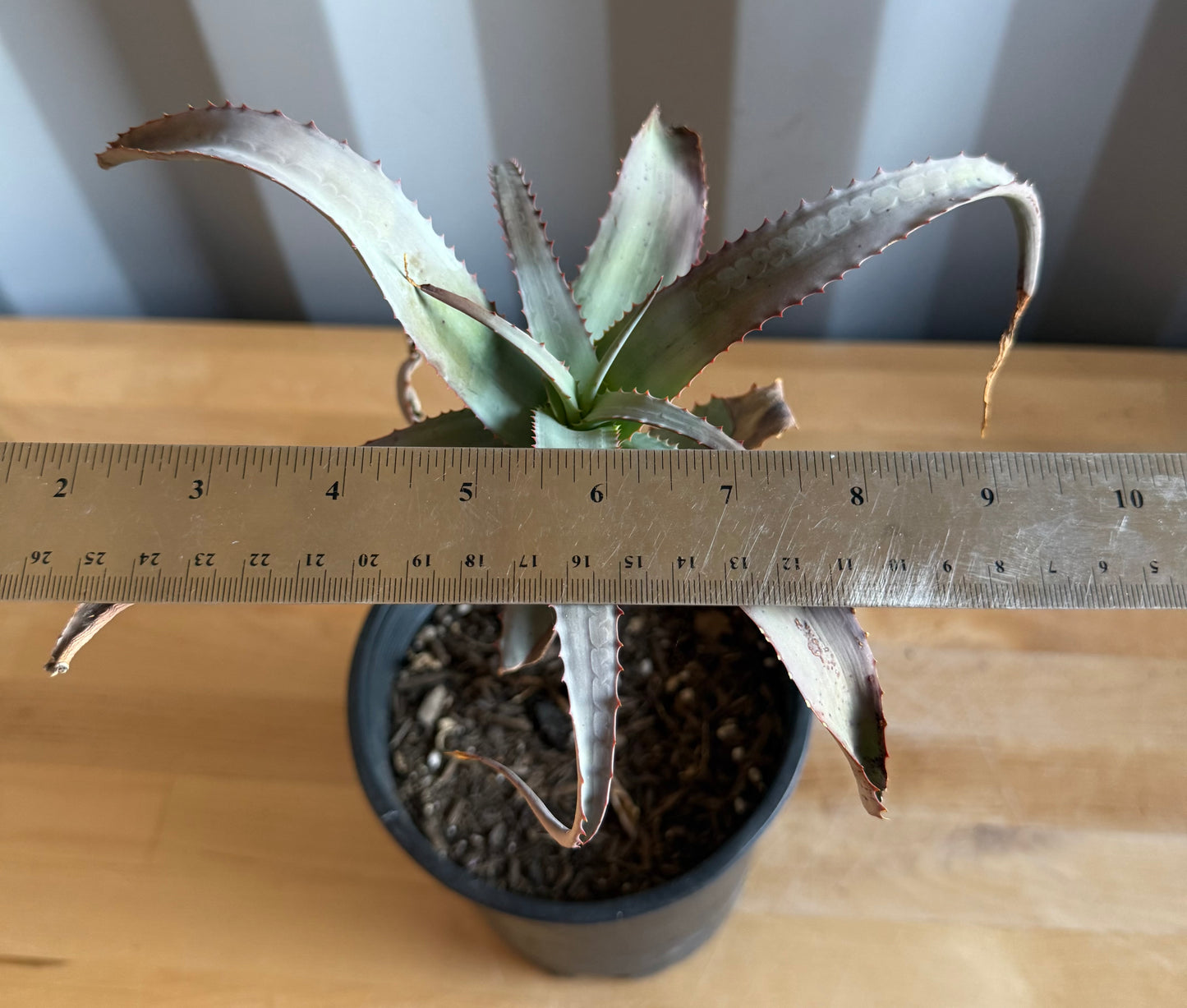 1gal Aloe acutissima S32