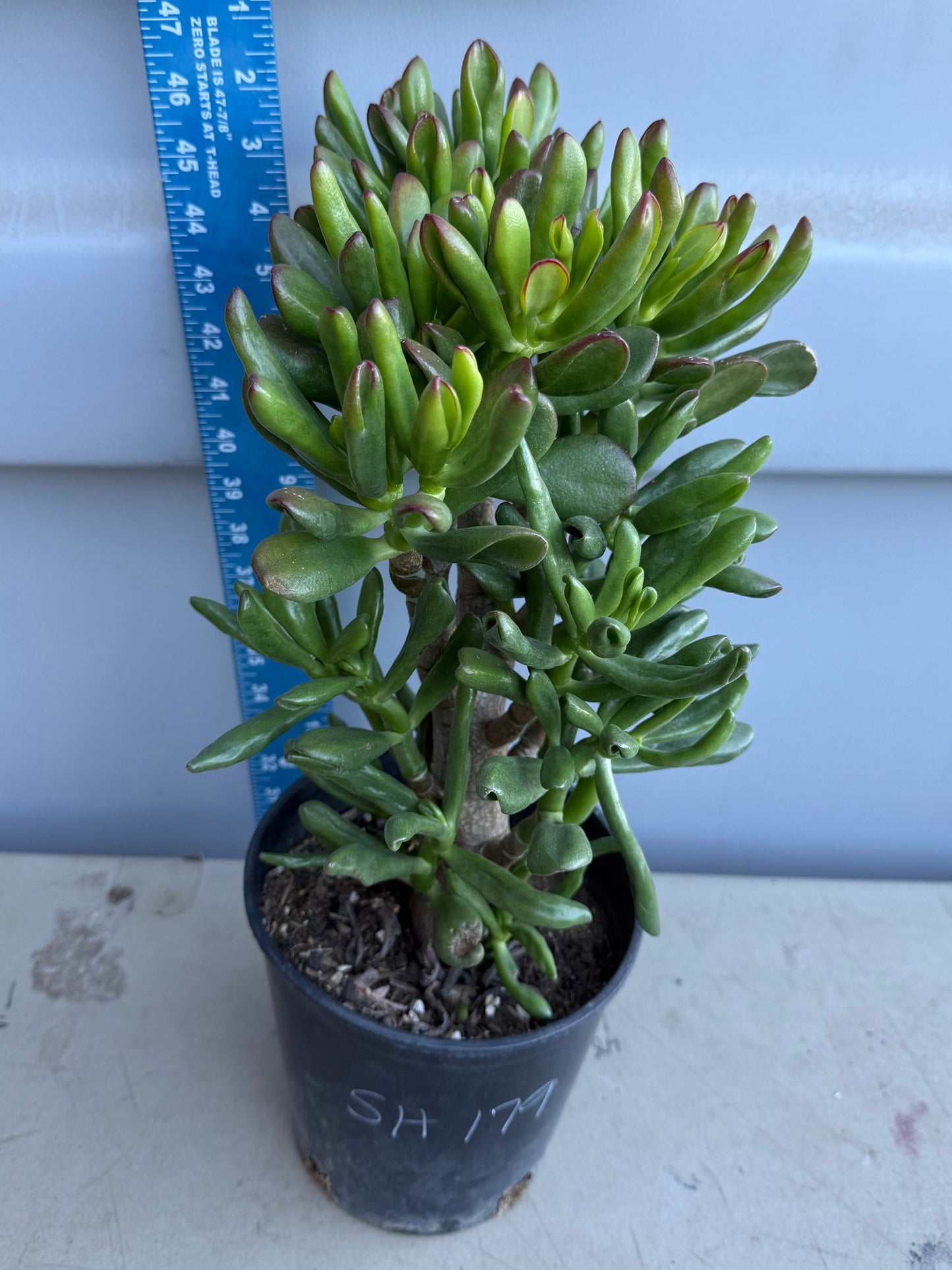 Shrek Ears Jade SH179 | Crassula Ovata