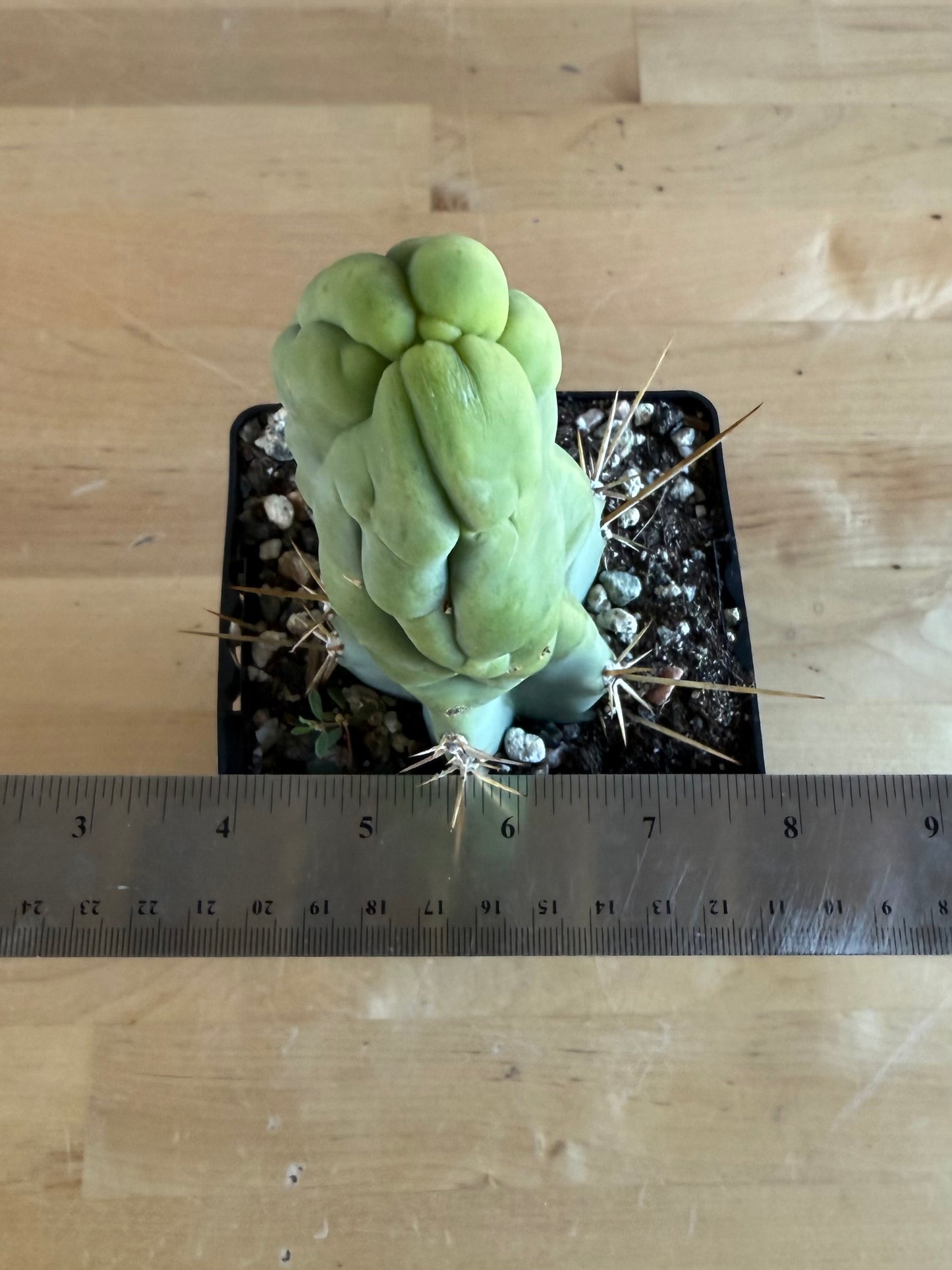 Bruce’s Dragon Cactus SH6