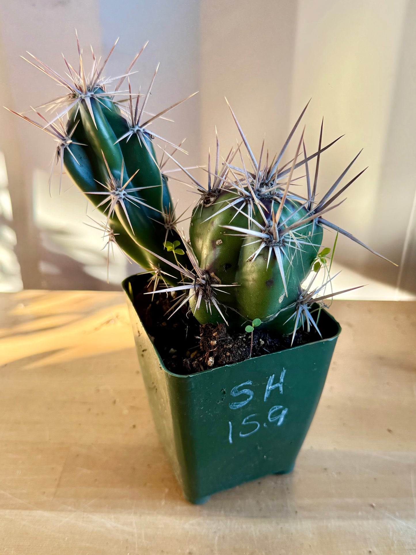 4-inch Opuntia invicta SH159 | Corynopuntia invicta